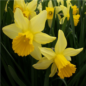Narcissus (Daffodil) - Dwarf, 'February Gold'.
